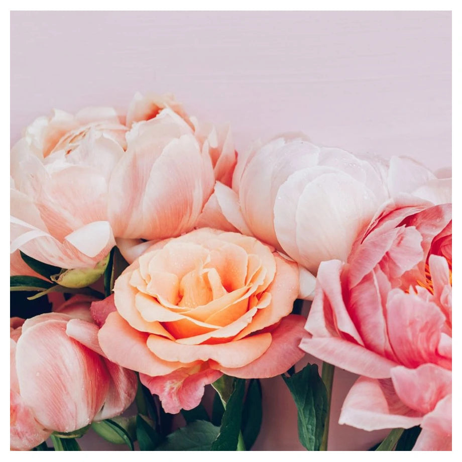 Hallmark Roses (Blank Card)
