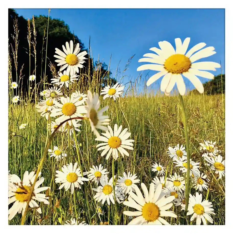 Hallmark Daisies (Blank Card)