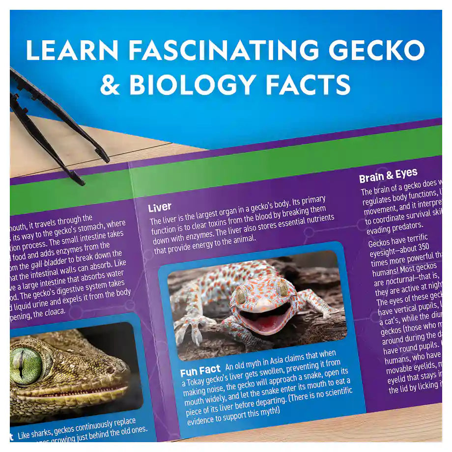 National Geographic Glow-In-The-Dark Gecko Dissection Lab