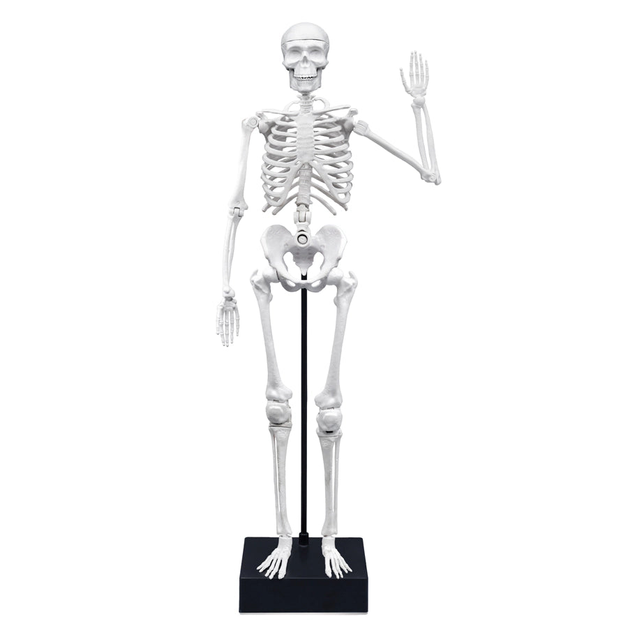 Buki France Skeleton 45cm