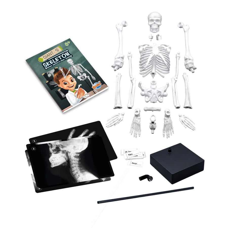 Buki France Skeleton 45cm