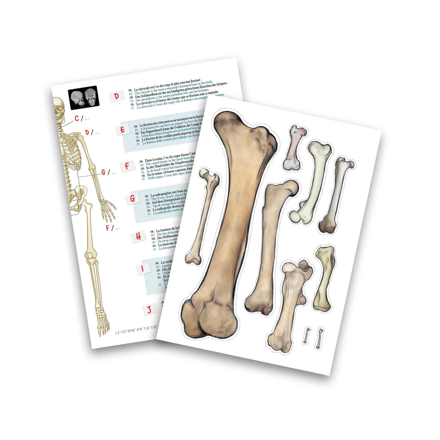 Buki France Skeleton 45cm