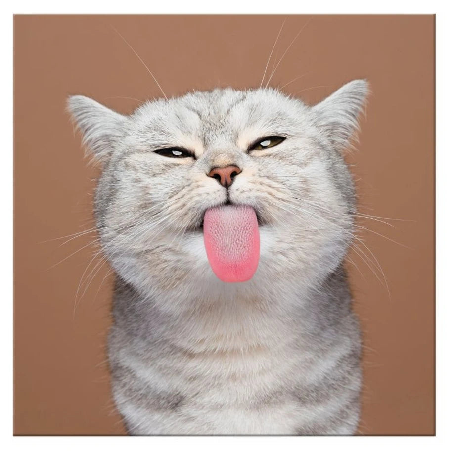 Hallmark Silver Tabby (Blank Card)