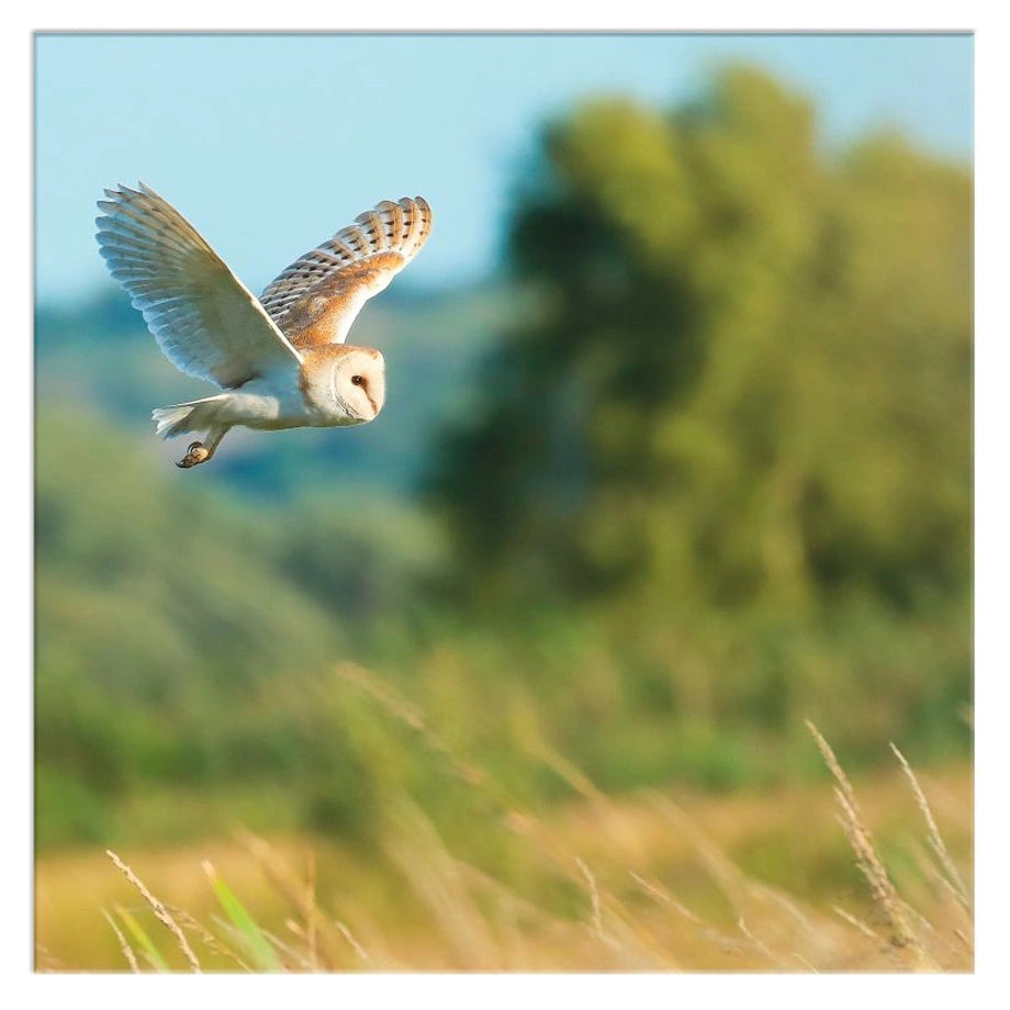 Hallmark Barn Owl (Blank Card)