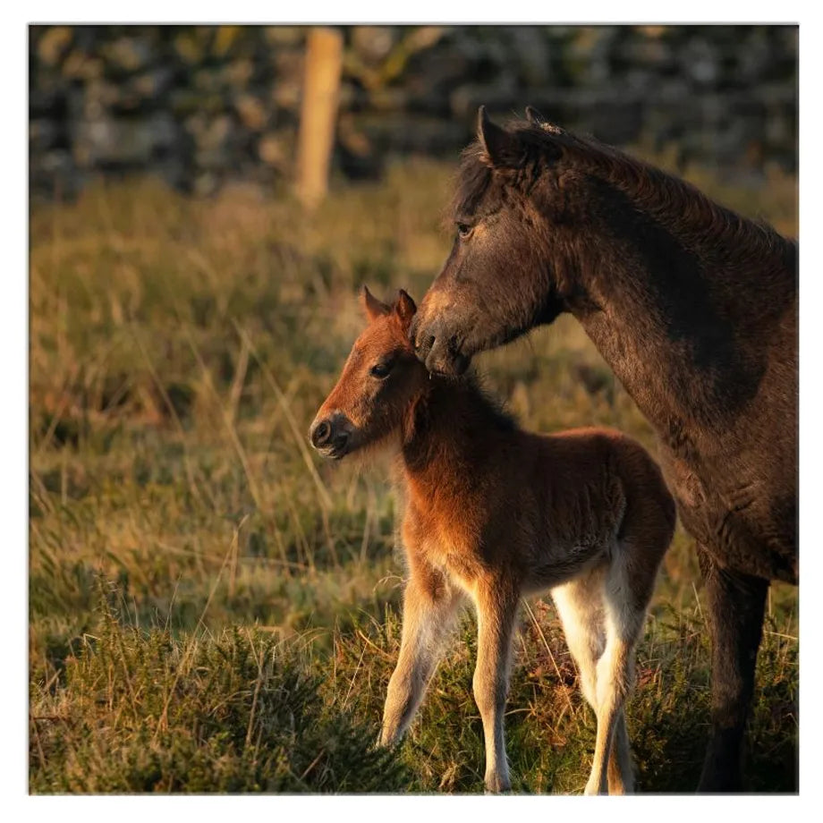 Hallmark Dartmoor Pony Mare and Her Foal (Blank Card)