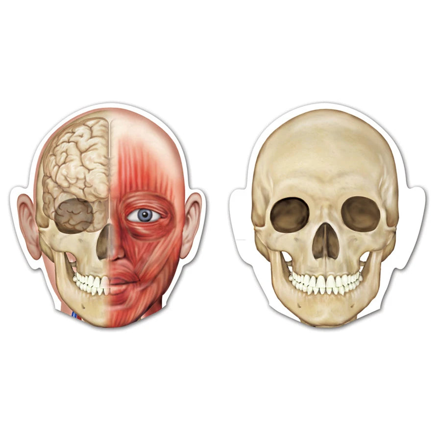 Learning Resources Double-Sided Magnetic Human Body Learning Resources Double-Sided Magnetic Human Body