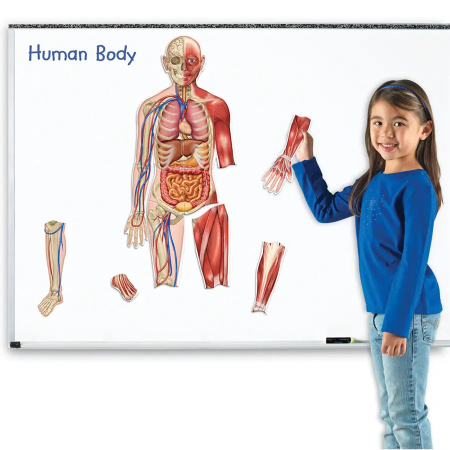 Learning Resources Double-Sided Magnetic Human Body Learning Resources Double-Sided Magnetic Human Body