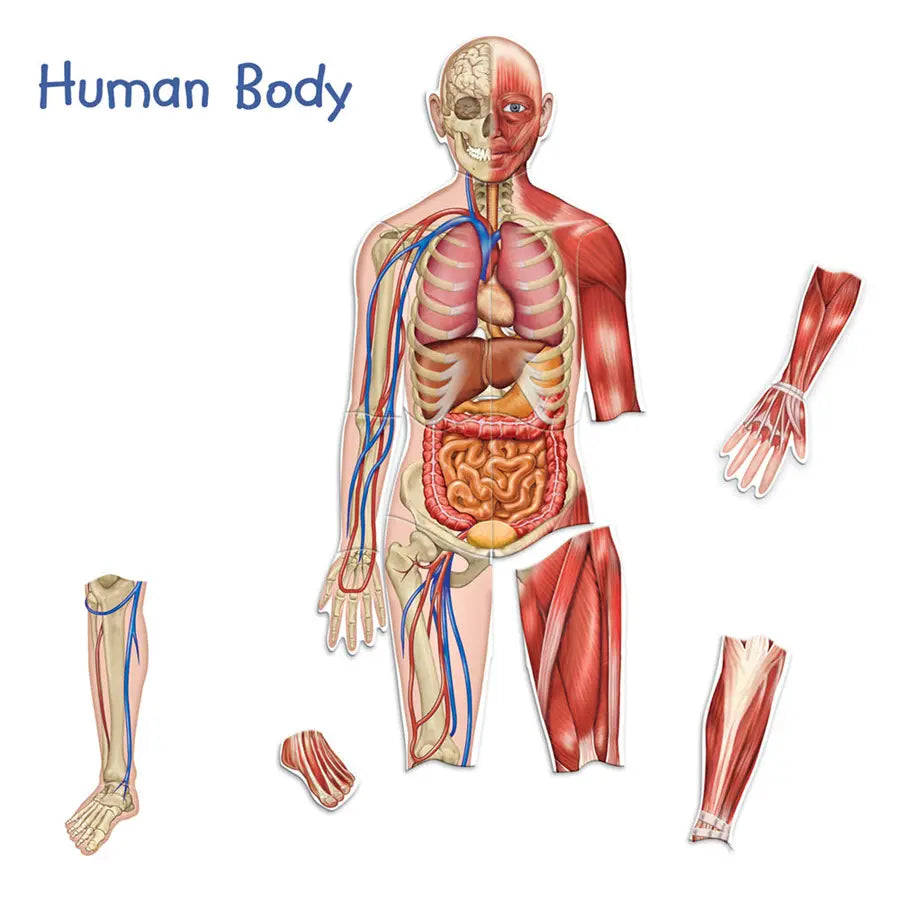 Learning Resources Double-Sided Magnetic Human Body Learning Resources Double-Sided Magnetic Human Body