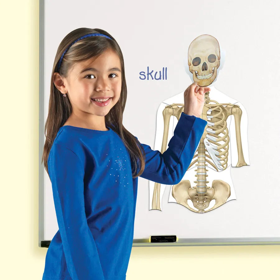 Learning Resources - Double-Sided Magnetic Human Body