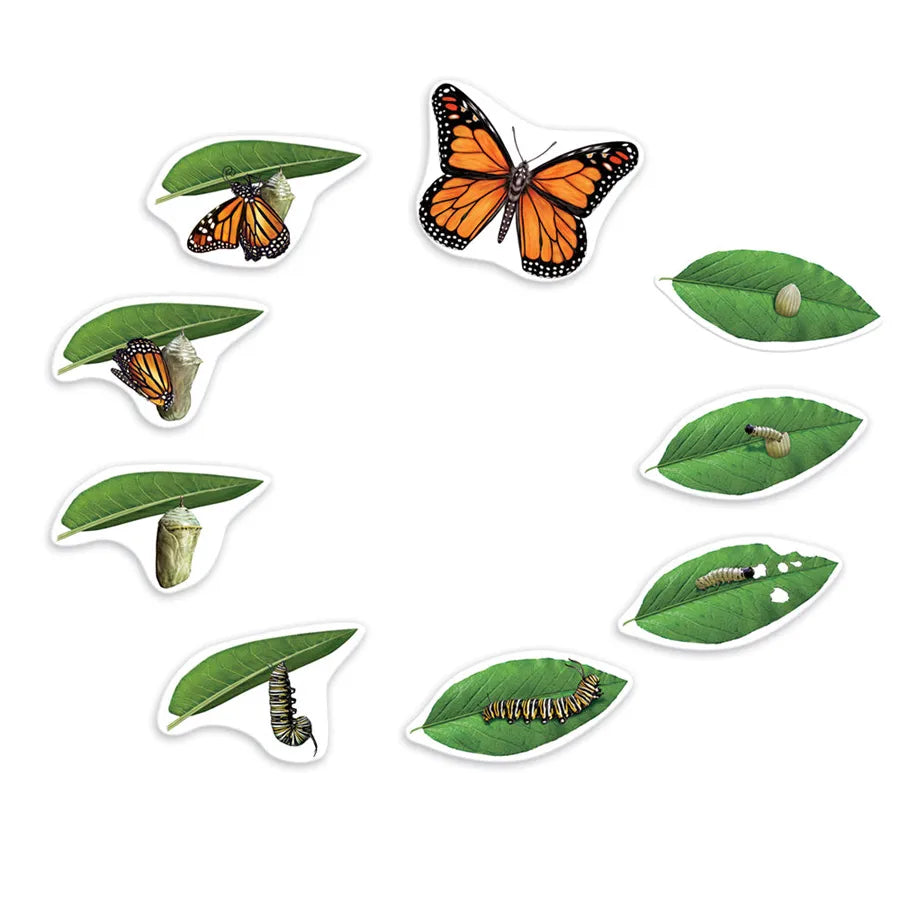Learning Resources - Giant Magnetic Butterfly Life Cycle