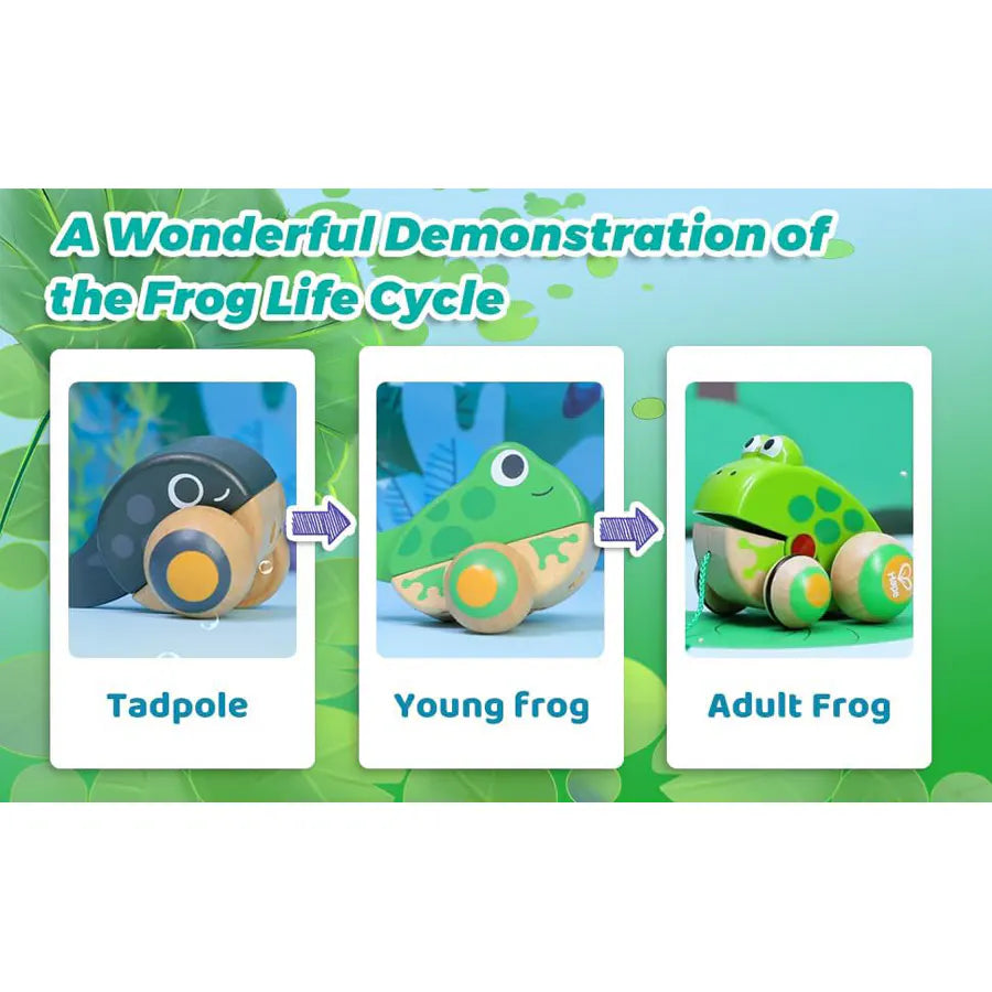 Hape Pull-Along Frog Family