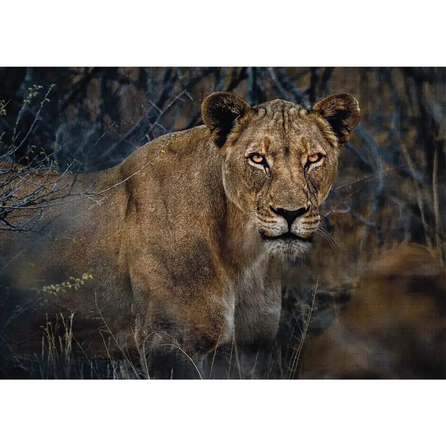 مجموعة ألغاز مصوري سفراء التجار، عبوة ثلاثية من 1000 قطعة - بويد 2 مجموعة ألغاز مصوري سفراء التجار، عبوة ثلاثية من 1000 قطعة - بويد 2