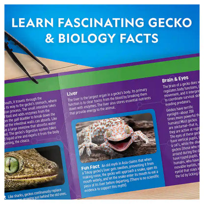 National Geographic Glow-In-The-Dark Gecko Dissection Lab