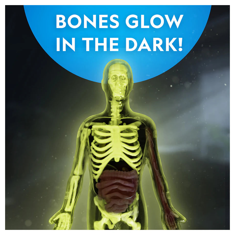 National Geographic Glow-In-The-Dark Human Body