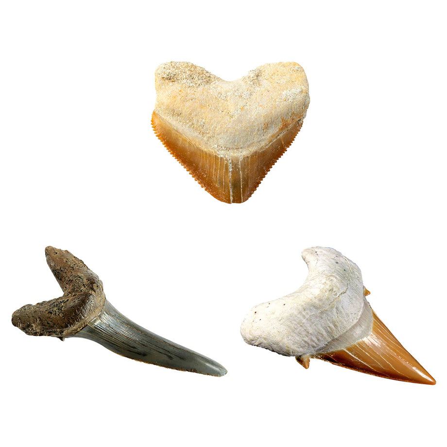National Geographic Shark Tooth Dig Kit