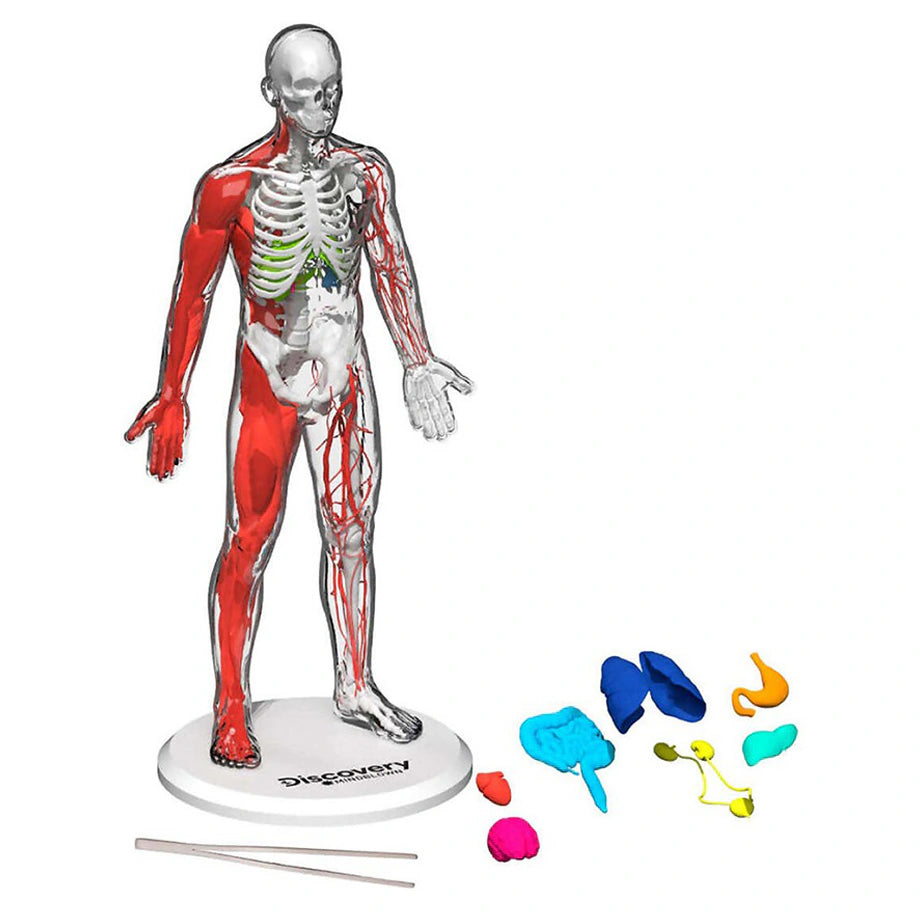 Discovery Mindblown Glow-in-the-Dark 3D Human Anatomy STEM Kit (28 Pieces)