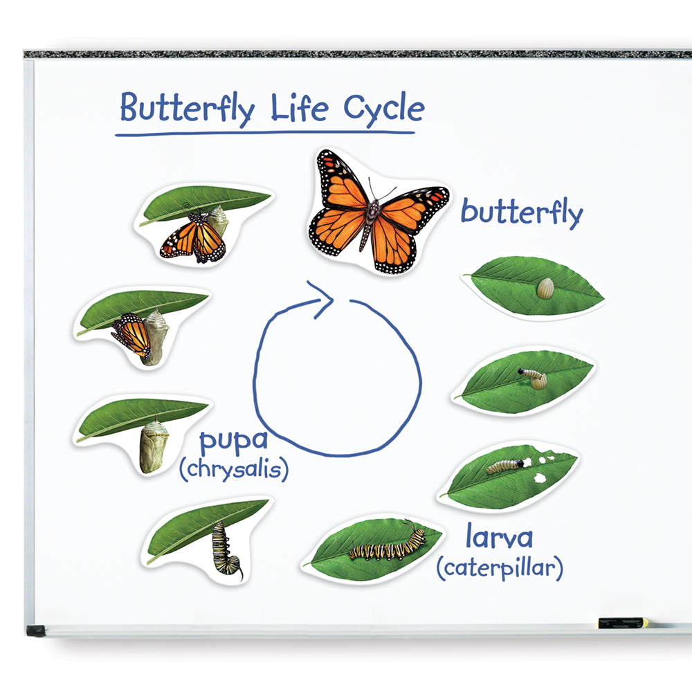 Learning Resources - Giant Magnetic Butterfly Life Cycle