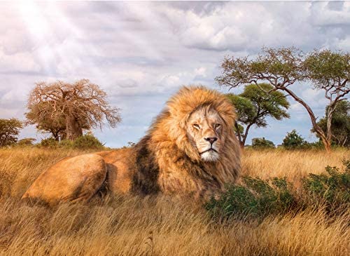 Clementoni The King of Forest Lion - 1000pcs
