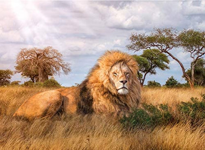 Clementoni The King of Forest Lion - 1000pcs